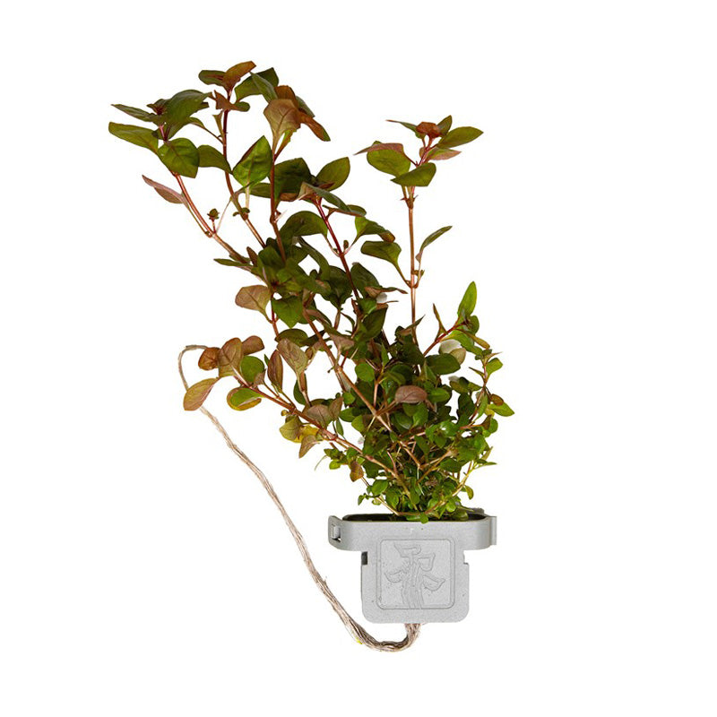 Ludwigia palustris 'Super Red'  clip
