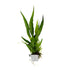 Microsorum pteropus  clip