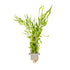 Pogostemon quadrifolius  clip