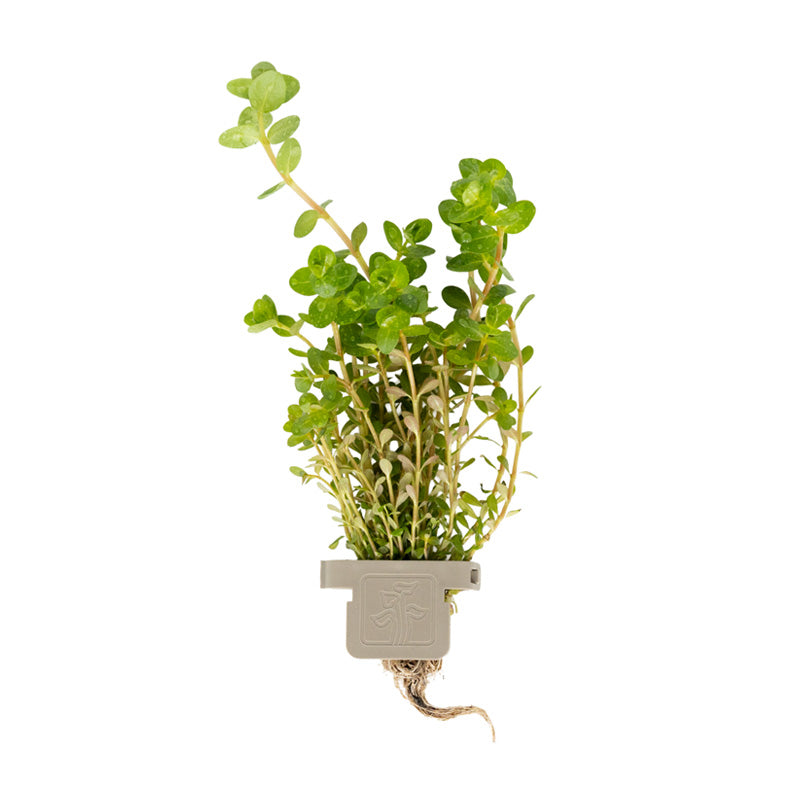 Rotala rotundifolia  clip