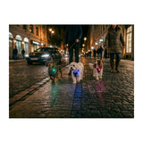 Dog Safety Light MINI Blå