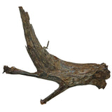 Trærod - Mangrovem ca. 20-30 cm - Maxi Zoo Danmark