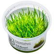Taxiphyllum barbieri Nr.8 - Maxi Zoo Danmark