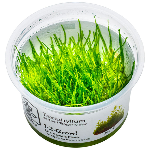 Taxiphyllum barbieri Nr.8 - Maxi Zoo Danmark