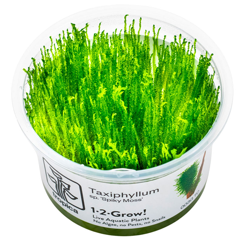 Taxiphyllum 'Spiky' Nr.8 - Maxi Zoo Danmark