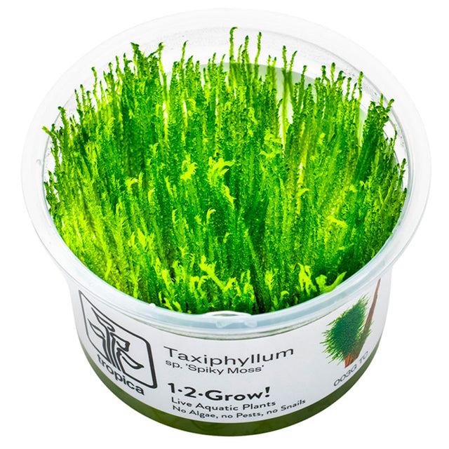 Taxiphyllum 'Spiky' Nr.8 - Maxi Zoo Danmark
