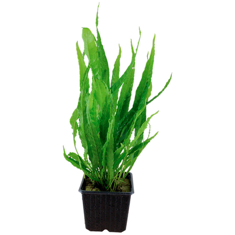Microsorum pteropus Nr.12 ca. 15-30 cm XL potte - Maxi Zoo Danmark