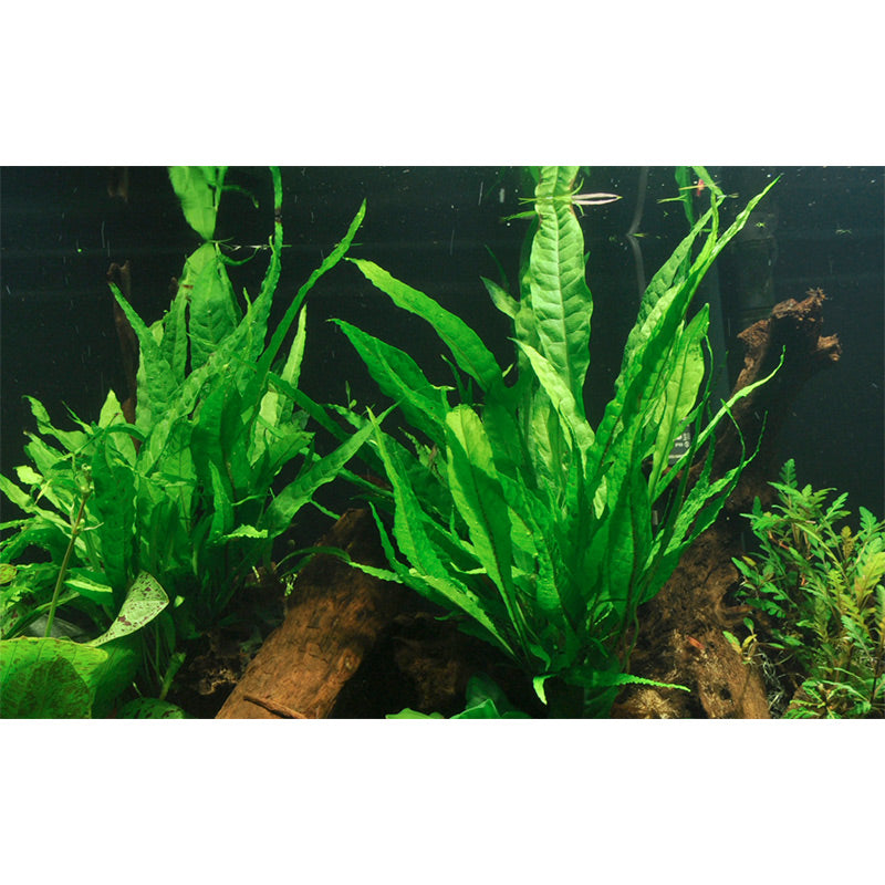 Microsorum pteropus Nr.12 ca. 15-30 cm XL potte - Maxi Zoo Danmark