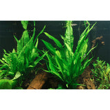 Microsorum pteropus Nr.12 ca. 15-30 cm XL potte - Maxi Zoo Danmark