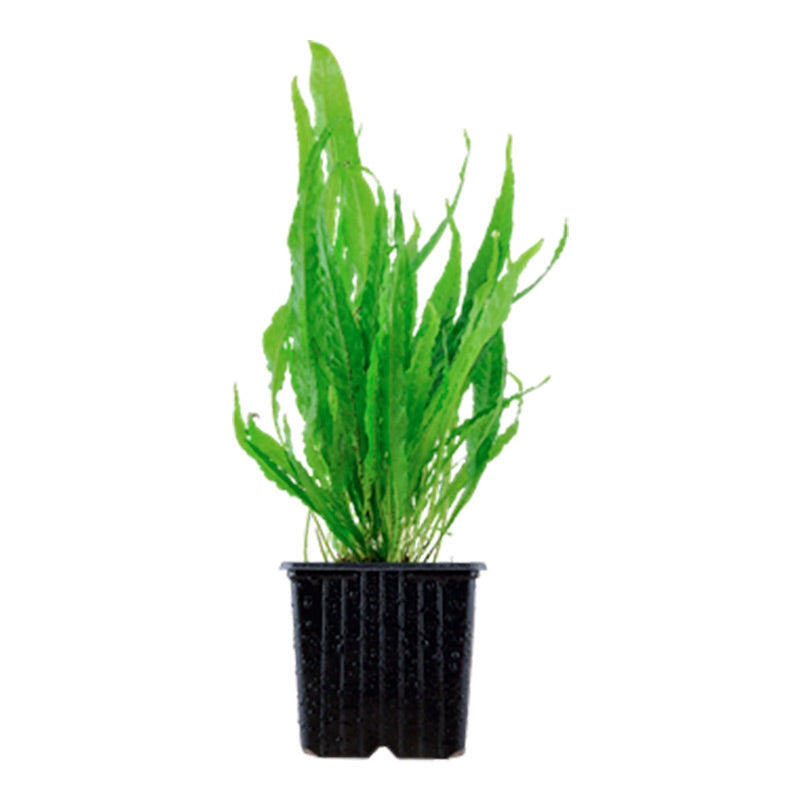 Microsorum pteropus Nr.12 ca. 15-30 cm XL potte - Maxi Zoo Danmark