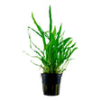 Microsorum pteropus 'Narrow' Nr.8 ca. 10-20 cm - Maxi Zoo Danmark