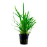 Microsorum pteropus 'Narrow' Nr.8 ca. 10-20 cm - Maxi Zoo Danmark