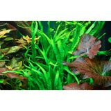 Microsorum pteropus 'Narrow' Nr.11 på rod - Maxi Zoo Danmark