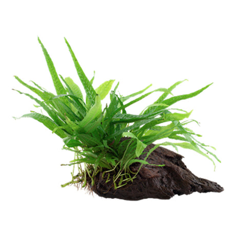 Microsorum pteropus 'Narrow' Nr.11 på rod - Maxi Zoo Danmark