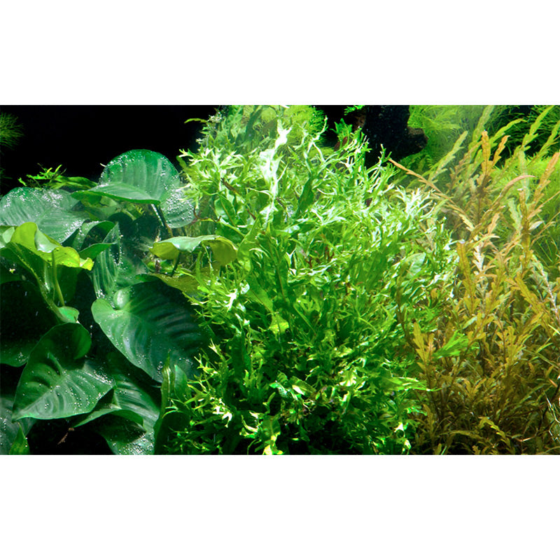 Microsorum pteropus Windeløv ca. 10-12 cm - Maxi Zoo Danmark
