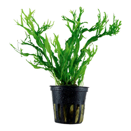 Microsorum pteropus Windeløv ca. 10-12 cm - Maxi Zoo Danmark