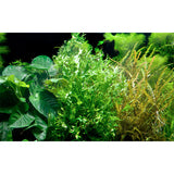 Microsorum pteropus 'Windeløv' Nr.12 på rod m/sugekop - Maxi Zoo Danmark