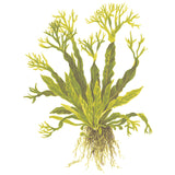Microsorum pteropus 'Windeløv' Nr.12 på rod m/sugekop - Maxi Zoo Danmark