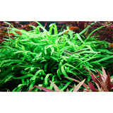 Microsorum pteropus 'Trident' Nr.11 ca. 15-20 cm på rod - Maxi Zoo Danmark