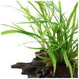 Microsorum pteropus 'Trident' Nr.11 ca. 15-20 cm på rod - Maxi Zoo Danmark