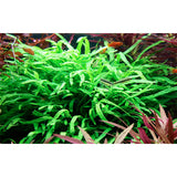 Microsorum pteropus 'Trident' Nr.11 ca. 15-20 cm på rod - Maxi Zoo Danmark