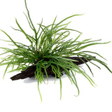 Microsorum pteropus 'Trident' Nr.11 ca. 15-20 cm på rod - Maxi Zoo Danmark