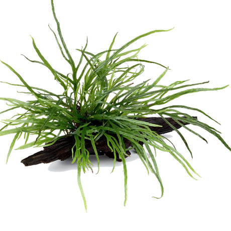 Microsorum pteropus 'Trident' Nr.11 ca. 15-20 cm på rod - Maxi Zoo Danmark