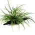 Microsorum pteropus 'Trident' Nr.11 ca. 15-20 cm på rod - Maxi Zoo Danmark