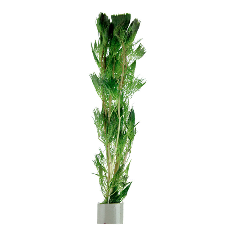 Cabomba aquatica Nr.3 bundtplante - Maxi Zoo Danmark
