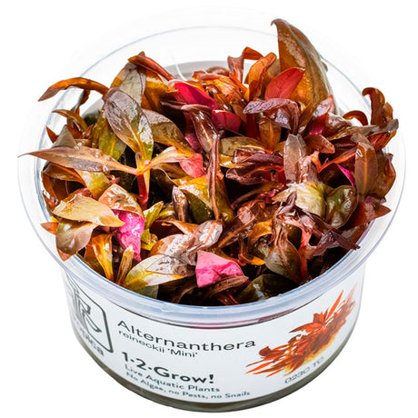 Alternanthera reineckii 'Mini' Nr.8 1-2-Grow! - Maxi Zoo Danmark