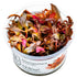 Alternanthera reineckii 'Mini' Nr.8 1-2-Grow! - Maxi Zoo Danmark