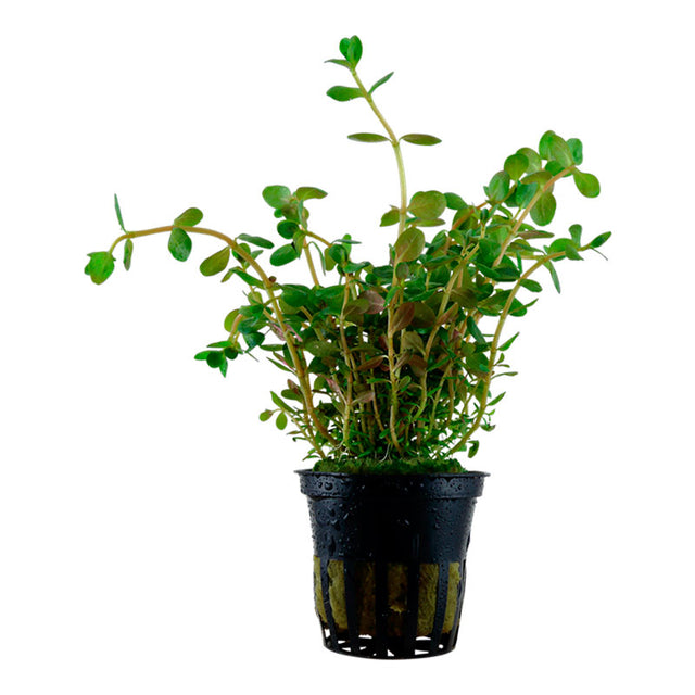 Rotala rotundifolia Nr.6 ca. 15-30 cm - Maxi Zoo Danmark