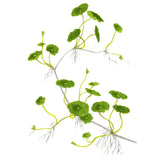 Hydrocotyle verticilla Nr.6 ca. 3-7 cm - Maxi Zoo Danmark