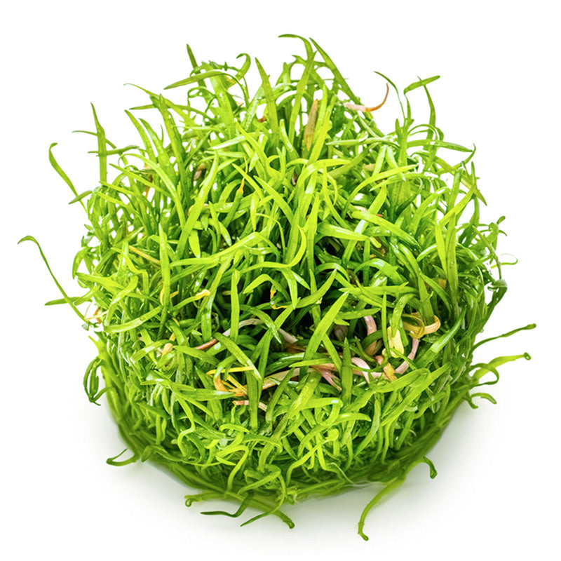Lilaeopsis brasiliensis Nr.8 1-2-Grow! - Maxi Zoo Danmark