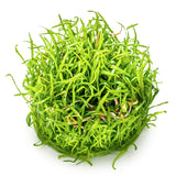 Lilaeopsis brasiliensis Nr.8 1-2-Grow! - Maxi Zoo Danmark