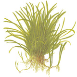 Lilaeopsis brasiliensis Nr.8 1-2-Grow! - Maxi Zoo Danmark