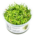 Lilaeopsis brasiliensis Nr.8 1-2-Grow! - Maxi Zoo Danmark