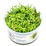 Lilaeopsis brasiliensis Nr.8 1-2-Grow! - Maxi Zoo Danmark