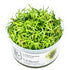 Lilaeopsis brasiliensis Nr.8 1-2-Grow! - Maxi Zoo Danmark