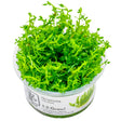 Tropica Gratiola Viscidula Nr.8 Højde: Ca, 10 Cm - Maxi Zoo Danmark