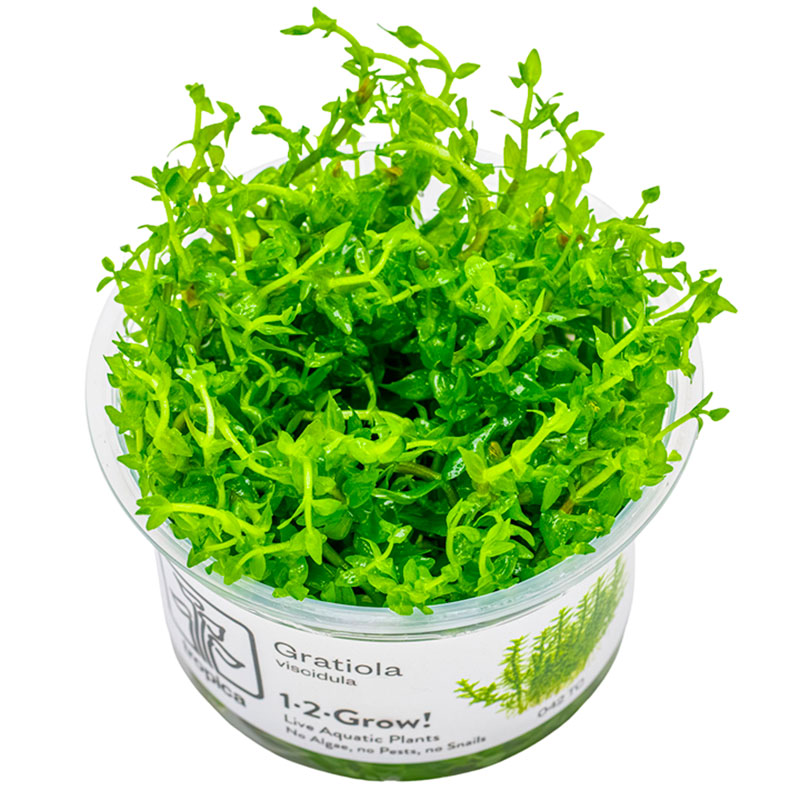 Tropica Gratiola Viscidula Nr.8 Højde: Ca, 10 Cm - Maxi Zoo Danmark