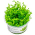 Tropica Gratiola Viscidula Nr.8 Højde: Ca, 10 Cm - Maxi Zoo Danmark