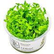 Bacopa caroliniana Nr.8 - Maxi Zoo Danmark