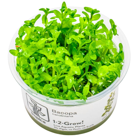 Bacopa caroliniana Nr.8 - Maxi Zoo Danmark