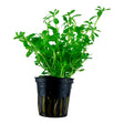Bacopa monnieri 'Compact' Nr.6 ca. 30 cm - Maxi Zoo Danmark