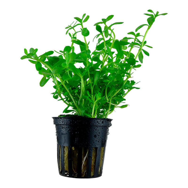 Bacopa monnieri 'Compact' Nr.6 ca. 30 cm - Maxi Zoo Danmark