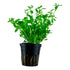 Bacopa monnieri 'Compact' Nr.6 ca. 30 cm - Maxi Zoo Danmark
