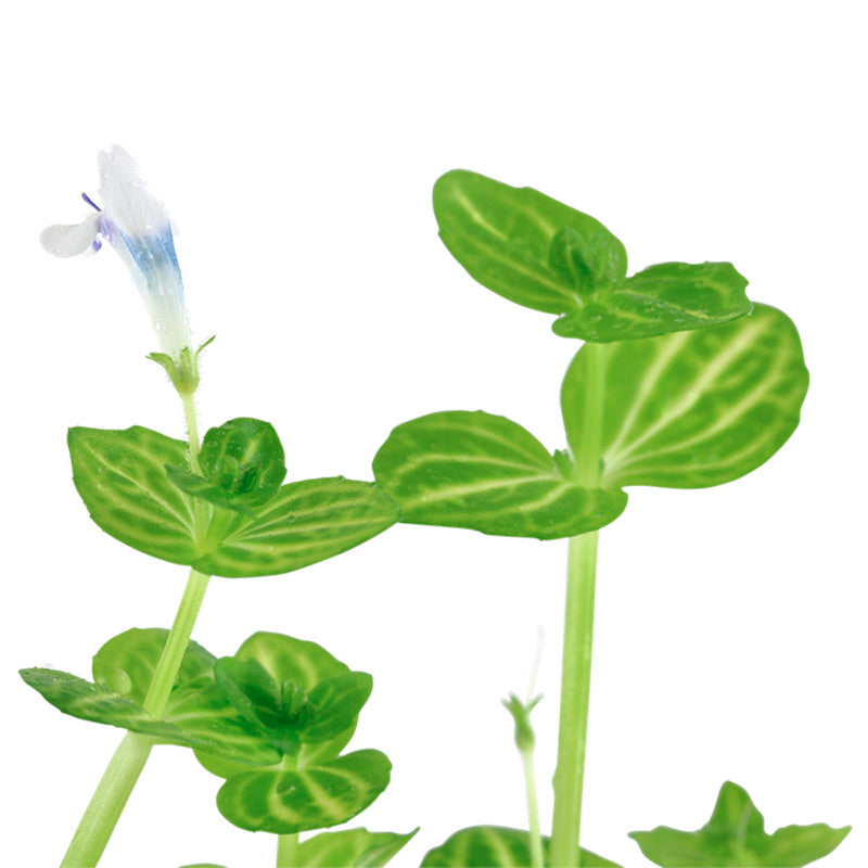 Lindernia rotundifolia Nr.6 ca. 15-30 cm - Maxi Zoo Danmark