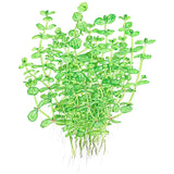 Lindernia rotundifolia Nr.6 ca. 15-30 cm - Maxi Zoo Danmark