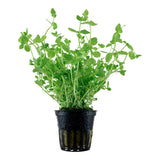 Lindernia rotundifolia Nr.6 ca. 15-30 cm - Maxi Zoo Danmark